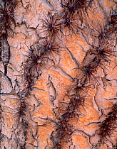 Close-up of spines of the trunk of a Saguaro cactus (Carnegiea gigantea) Caboza Prieta National Wildlife Refuge, Arizona, USA