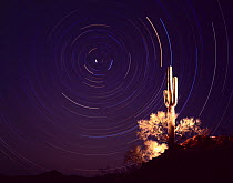 Saguaro cactus (Carnegia gigantea) lit up at night with star trails, Cabeza Prieta National Wildlife Refuge, Arizona, USA