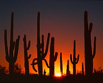 Saguaro cacti (Carnegiea gigantea) silhouetted at sunrise, Sand Tank Mountains, Sonoran Desert National Monument, Arizona, USA