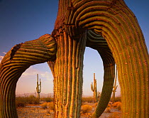 Saguaro cactus (Carnegiea gigantea) twisted by exposure to frost, Maricopa Mountains Wilderness, Sonoran Desert National Monument, Arizona, USA