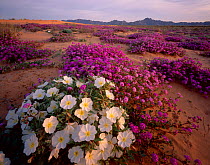 Birdcage evening primrose (Oenothera deltoides) and Desert sand verbena (Abronia villosa) flowering in desert, Pinta Sands, Sierra Pinta Mountains, Cabeza Prieta National Wildlife Refuge, Arizona, USA