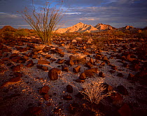 Ocotillo cactus (Fouquieria splendens) in desert landscape strewn with rod lava rock, Cabeza Prieta Mountains in the distance, dawn, Cabeza Prieta National Wildlife Refuge, Arizona, USA
