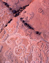 Concretion balls lining fracture lines in petrified sand dune formation, with lichen scaring calcification marks, Colorado Plateau, Arizona, USA