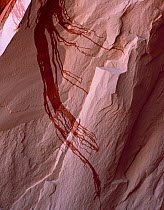 Desert varnish coloured canyon walls in Navajo sandstone cliffs showing drip marks across cliff face, Colorado Plateau, Arizona, USA