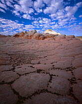 Eroded striated sandstone with round concretions strewn in geometric patterns, dawn, Vermilion Cliffs National Monument, Colorado Plateau, Arizona, USA