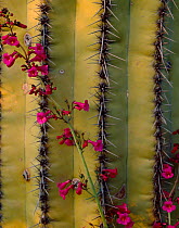 Penstemon (Penstemon sp) in flower against Saguaro cactus (Carnegiea gigantea) Finger Rock Canyon, Santa Catalina Mountains, Arizona, USA