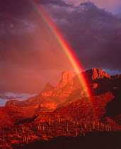 Rainbow at sunset over desert hillside with Saguaro cacti, Table Mountain in the distance, Pusch Ridge Wilderness, Coronado National Forest, Santa Catalina Mountains, Arizona, USA