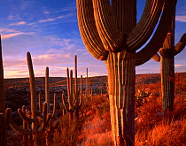 Saguaro cacti (Carnegiea gigantea) at sunset in the foothills of the Santa Catalina Mountains, near the Sutherland Wash, Catalina State Park, Arizona, USA