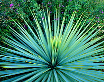 Dramatic rosette of spiked leaves of a Yucca plant, Tucson, Arizona, USA