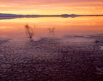 Willcox Playa, a normally dry lake, after rain, sunrise, Chiricahua and Swisshelm Mountains in the distance, Arizona, USA