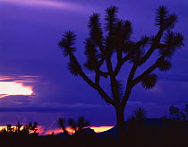 Silhouettte of Joshua tree (Yucca brevifolia) at sunset with lightning in background, Sonoran / Mojave transition zone, Joshua Forest Parkway, Arizona, USA