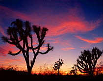 Silhouette of Joshua trees (Yucca brevifolia) at sunset, Joshua Forest Parkway, Arizona, USA