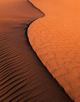 Beetle tracks along the ridge of a sand dune in morning light, East Mojave Desert, California, USA