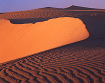 Sand dune ridge, East Mojave Desert, California, USA