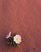 Birdcage evening primrose (Oenothera deltoides) growing in sand dunes, with beetle tracks in the sand, East Mojave Desert, California, USA