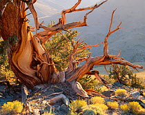Twisted roots and trunk of Bristlecone pine {Pinus aristata var. longaeva} White Mountains, California, USA