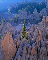 Engelmann spruce (Picea engelmannii) growing amongst pinnacles of volcanic tuff, dawn, Wheeler Geological Area Wilderness, Rio Grande National Forest, Colorado, USA