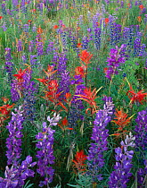 Wildflower meadow with Silvery lupin {Lupinus argenteus}, Indian paintbrush {Castilleja miniatus} and Alpine penstemon {Penstemon alpinus} Rio Grande National Forest, Colorado, USA