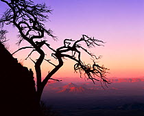 Silhouette at sunrise of contorted wind blown Mexican pinyon pine tree {Pinus cembroides}, Sierra del Carmen in the background, Coahuila, Mexico