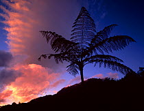 Silhouette of Tree ferns {Cyathea sp} against sunset after a storm, El Triunfo Biosphere Reserve, Chiapas, Mexico