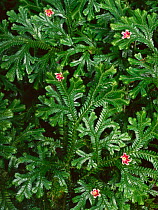 Pink flowers fallen from Marlberry tree (Ardisia sp) in the forest canopy above onto dense carpet of ferns, El triunfo Biosphere Reserve, Chaipas, Mexico