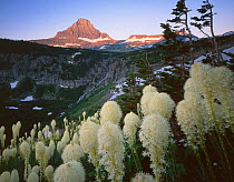 Flowering Beargrass {Xerophyllum tenax} with Reynolds Creek and Reynolds Mountains in the background, Glacier National Park, Montana, USA