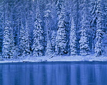Snow covered coniferous trees beside Campers Lake, Willamette National Forest, Oregon, USA