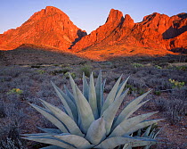 Agave {Agave havardiana} plant at sunset with Chisos Mountains in the background, Big Bond National Park, Texas, USA