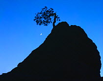 Silhouette of lone Ponderosa pine on a sandstone spire at dusk, with crescent moon, Zion National Park, Utah, USA