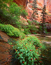 Scarlet monkey flowers {Mimulus cardinalis} and White firs {Abies concolor} at base of steep canyon walls, Fork North Creek, Zion National Park, Utah, USA
