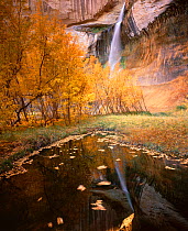 Lower Calf Creek Falls with Boxelders {Acer Negundo} and Cottonwoods {Populus fremontii) in the foreground, autumn colours, Grand Staircase - Escalante National Monument, Utah