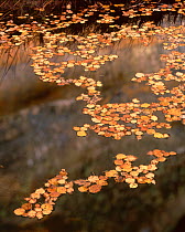 Fallen leaves of Boxelder {Acer Negundo} and Cottonwood {Populus fremontii) floating on pool in autumn, Lower Calf Creek Falls, Grand Staircase - Escalante National Monument, Utah