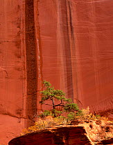 Lone Ponderosa pine tree {Pinus ponderosa} in front of canyon walls showing drip mark fractures, Long Canyon, Grand Staircase-Escalante National Monumnet, Utah, USA