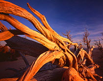 Twisted roots of Bristlecone pine {Pinus aristata var. longaeva} cling to cliff edge at Rainbow Point, Bryce Canyon National Park, Utah, USA