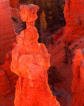 Ponderosa Pine trees growing amongst eroded claron rock formations sculpted into 'Hoodoos', Thora Hammer hoodoo in the foreground, Bryce Canyon National Park, Utah, USA