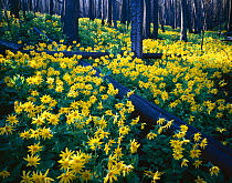 Heartleaf arnica {Arnica cordifolia} flowering in coniferous forest, tree trunks show charring from the great 1988 forest fire, Mount Washburn, Yellowstone NP, Wyoming, USA