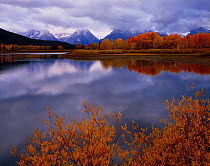 Willow, Cottonwood and Aspen trees on the banks of the Oxbow Bend, Snake River, at dawn, Teton mountain range in the background, Grand Teton National Park, Wyoming, USA