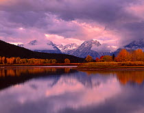 Willow, Cottonwood and Aspen trees on the banks of the Oxbow Bend, Snake River, at dawn, Teton mountain range in the background, Grand Teton National Park, Wyoming, USA