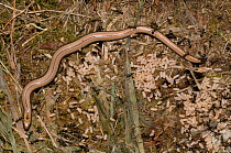 Slow worm (Anguis fragilis) juvenile female, observed over a week to be living comfortably in an Ants nest, UK