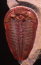 Mid Cambrian Trilobite (Altiocculus harrisi) Upper Wheeler Shale, Harris quarry, Wheeler Ampitheater, House Range, Utah, USA