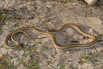 Karoo whip snake (Psammophis notostictus) DeHoop Nature Reserve, Western Cape, South Africa