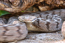 Rhombic egg eater (Dasypeltis scabra) stridulating (rubbing scales) as part of defensive behaviour, Cape Town, South Africa