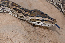 African rock python (Python natalensis) with tongue out, Alicedale, Eastern Cape, South Africa