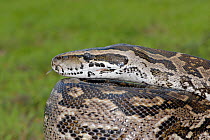 African rock python (Python natalensis) portrait, Alicedale, Eastern Cape, South Africa
