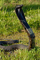 Rinkhals / Ringhal's cobra (Hemachatus haemachatus) defense display, Gansbaai, Western Cape, South Africa