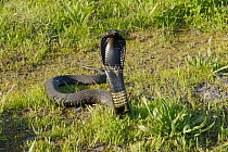 Rinkhals / Ringhal's cobra (Hemachatus haemachatus) defense display, Gansbaai, Western Cape, South Africa