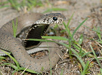 Juvenile Rinkhals / Ringhal's cobra (Hemachatus haemachatus) defense display, Gansbaai, Western Cape, South Africa