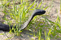 Black spitting cobra (Naja nigricincta woodi) Clanwilliam, Western Cape, South Africa