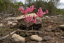 Berg lily (Nerine humilis) in flower, dehoop Nature Reserve, Western cape, South Africa