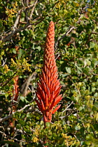 Krans aloe (Aloe arborescens) flower, deHoop Nature reserve, Western Cape, South Africa